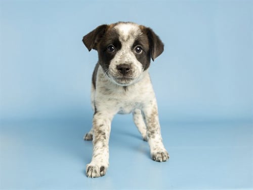 BETSY - Australian Cattle Dog/Blue Heeler available for adoption