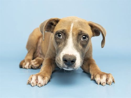 AXEL - American Pit Bull Terrier available for adoption