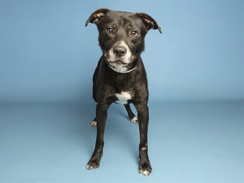 PRINCE - German Shepherd Dog available for adoption