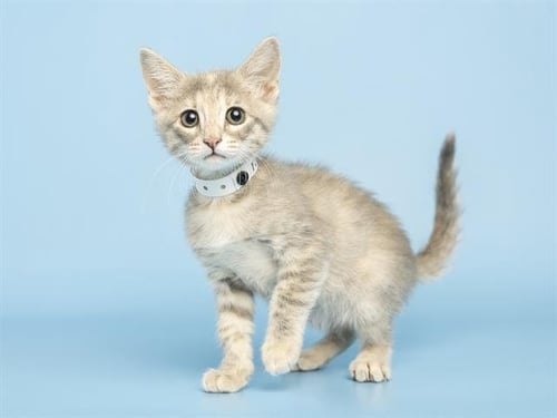 ROBERTA - Domestic Short Hair available for adoption