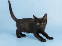 STITCH - Photo 1