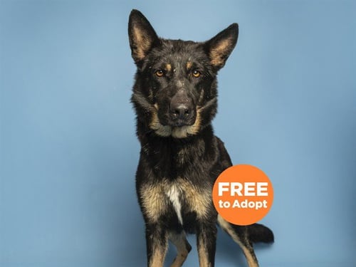 JOSEPHINE - German Shepherd Dog available for adoption