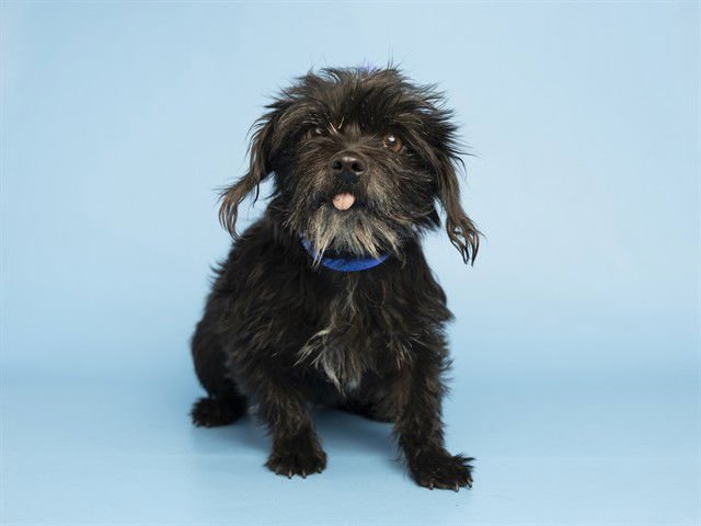 SHEEP - Toy Fox Terrier available for adoption