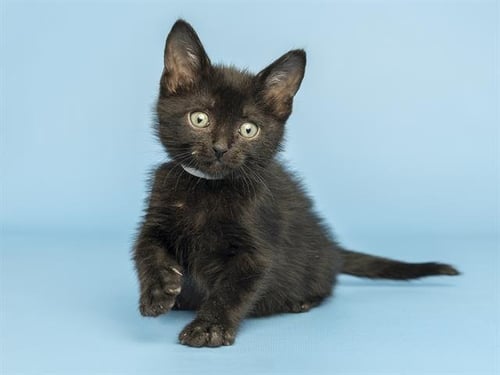 TOASTER - Domestic Short Hair available for adoption
