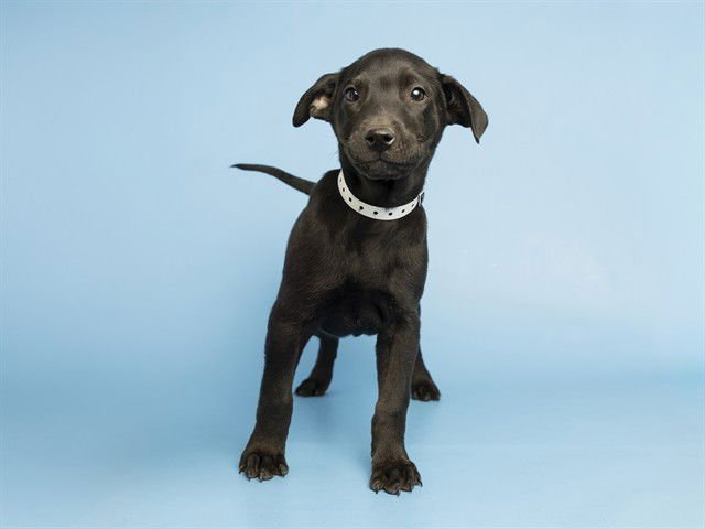 KRINGLE - American Pit Bull Terrier available for adoption