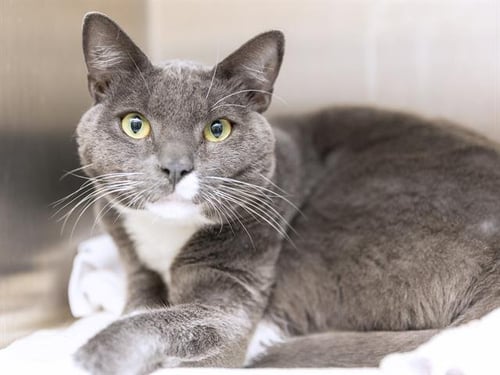 BOB - Domestic Short Hair available for adoption