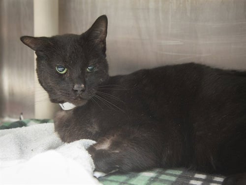 RUSS - Domestic Short Hair available for adoption