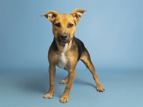 GINGY - German Shepherd Dog available for adoption