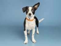 DUKE - Photo 1