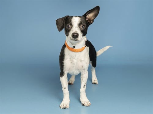 DUKE - Chihuahua available for adoption