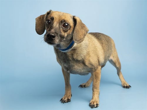 BETSY - Dachshund available for adoption