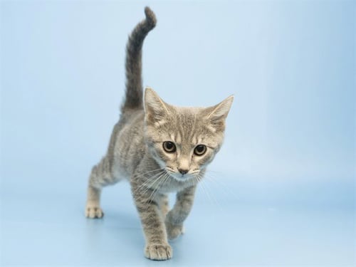DONNIE - Domestic Short Hair available for adoption