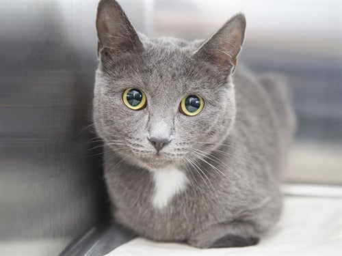 GRACIE - Domestic Short Hair available for adoption