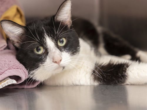 OREO - Domestic Short Hair available for adoption