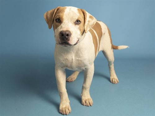 CISCO - American Pit Bull Terrier available for adoption