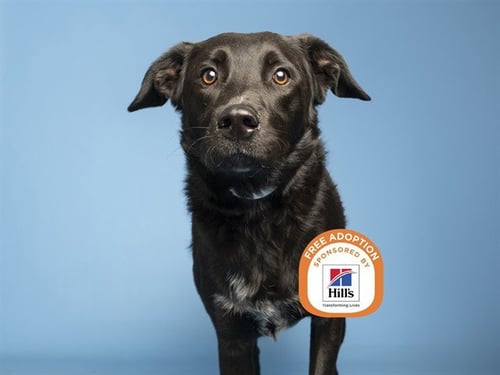 CHEWY - Labrador Retriever available for adoption