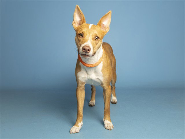 BENNY Image