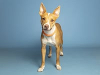 BENNY - Photo 1