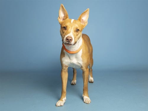 BENNY - Basenji available for adoption