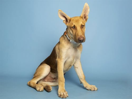 CORAL - German Shepherd Dog available for adoption