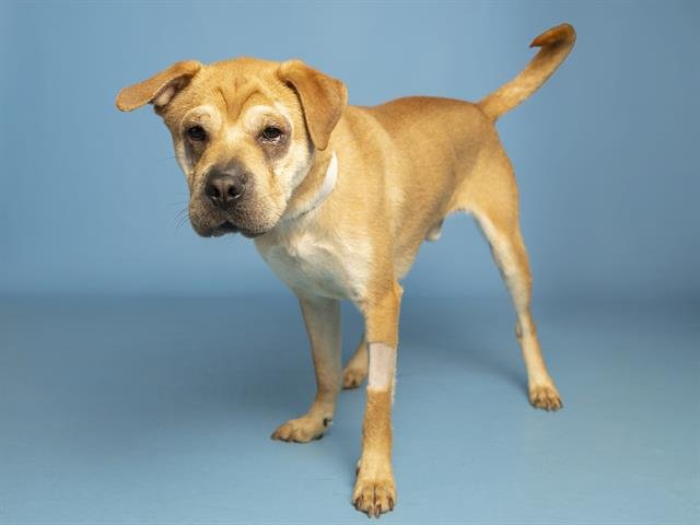 PESO - Chinese Shar-Pei available for adoption