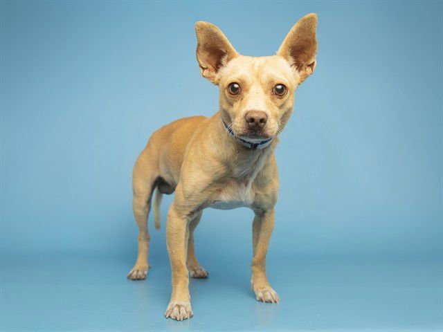 PINTO - Chihuahua available for adoption