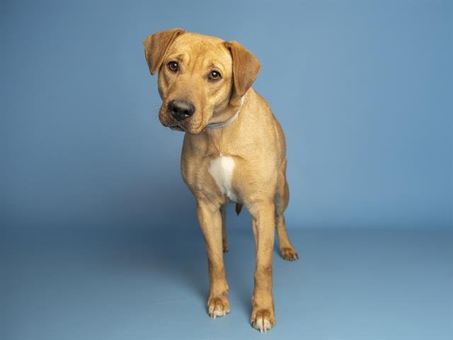 BAILEY - Catahoula Leopard Dog available for adoption