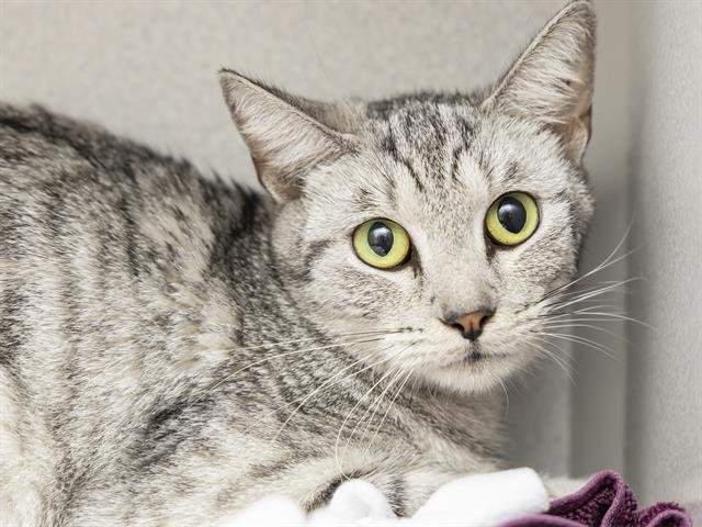 FIZ - Domestic Short Hair available for adoption