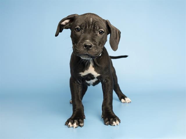 COLSEN - American Pit Bull Terrier available for adoption