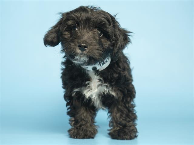 PINKY - Miniature Schnauzer available for adoption