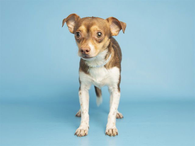ROMEO - Chihuahua available for adoption