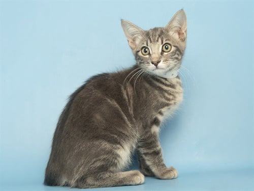 JAMES - Domestic Short Hair for adoption in Phoenix