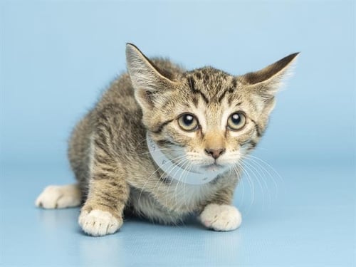BERRY - Domestic Short Hair available for adoption