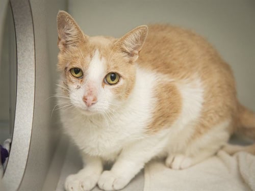 COSMO - Domestic Short Hair for adoption in Phoenix