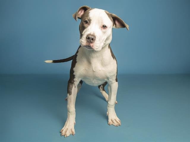 ELSA - American Pit Bull Terrier available for adoption