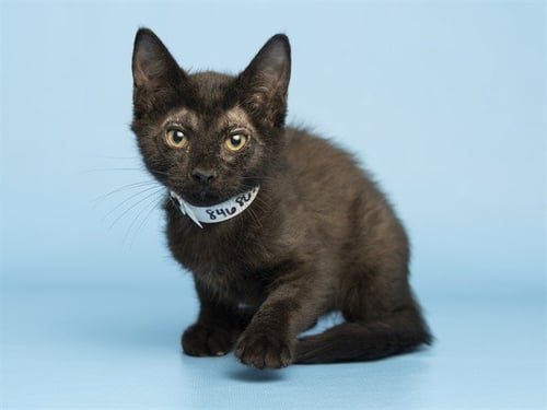 APOLLO - Domestic Short Hair available for adoption