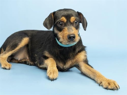 ZOEY - Miniature Pinscher available for adoption