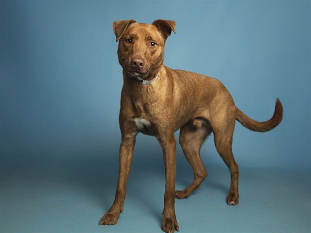 DASHER - American Staffordshire Terrier available for adoption