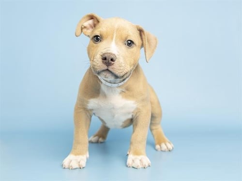 LARRY - American Pit Bull Terrier available for adoption