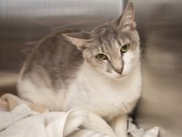 CHESLEY - Photo 1
