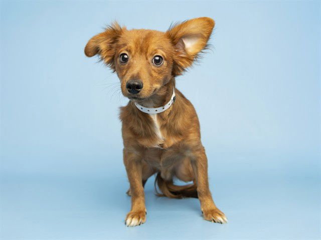 DEORRO - Chihuahua available for adoption