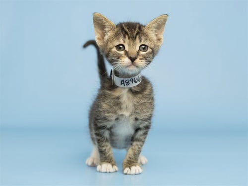 OTTER - Domestic Short Hair available for adoption