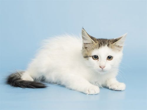 PARKER - Domestic Short Hair for adoption in Phoenix