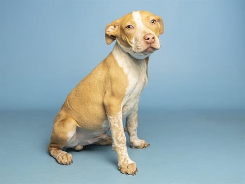 DRACO - American Pit Bull Terrier / Australian Cattle Dog/Blue Heeler available for adoption