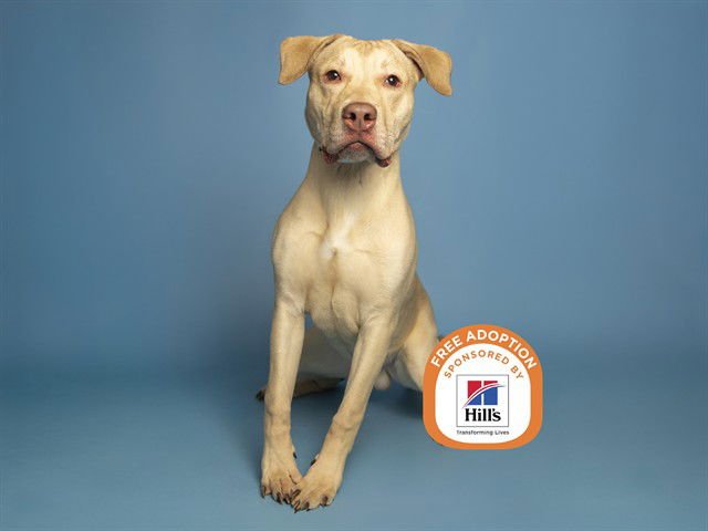 SEVEN - Labrador Retriever / American Pit Bull Terrier available for adoption