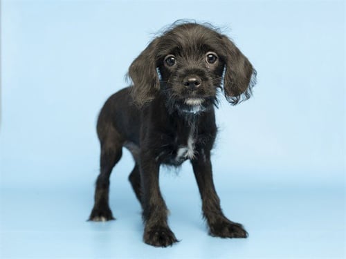 ROCKY - Chihuahua available for adoption