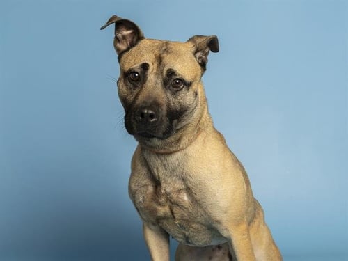 BELLA - American Pit Bull Terrier / Belgian Shepherd Malinois available for adoption