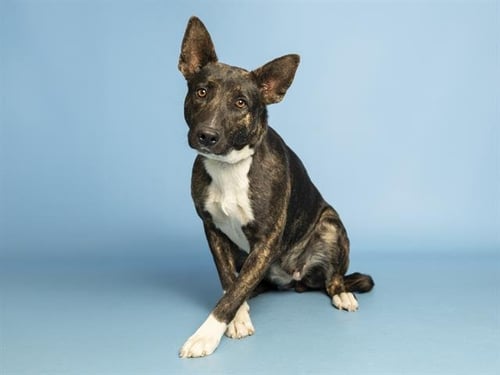 RUBY - German Shepherd Dog available for adoption