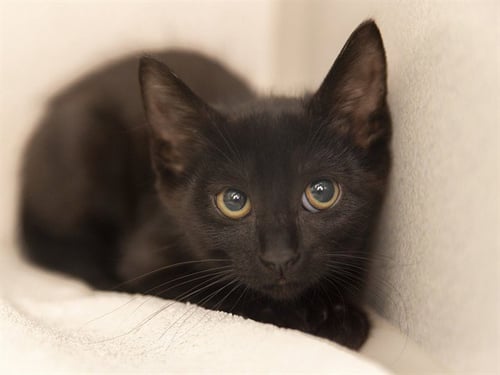 SPHYNX - Domestic Short Hair for adoption in Phoenix
