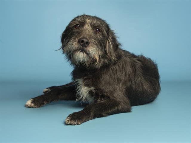 PERLITA - Pointer available for adoption